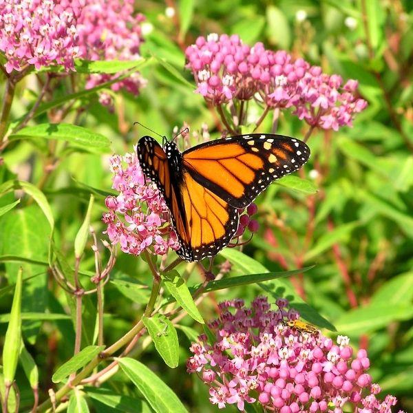 Monarch Butterfly sipping nectar from Swamp Milkweed