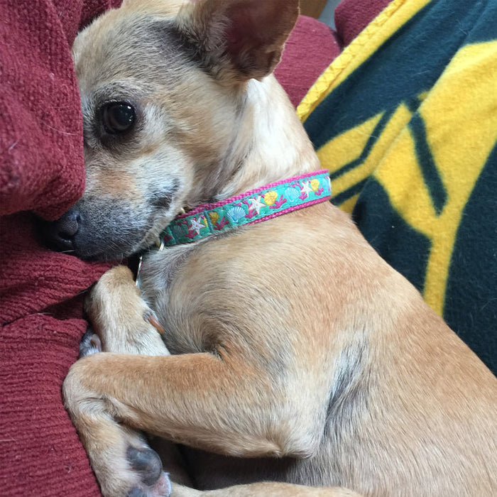 REEF-DOG-COLLAR-LEASH-HARNESS