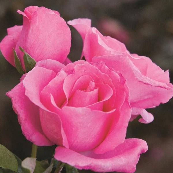 Cluster of McCartney pink rose flowers on one stem together fragrant pink rose