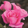 Cluster of McCartney pink rose flowers on one stem together fragrant pink rose