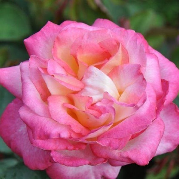 full bloom the mccartney rose large hybrid tea closeup of pink petals