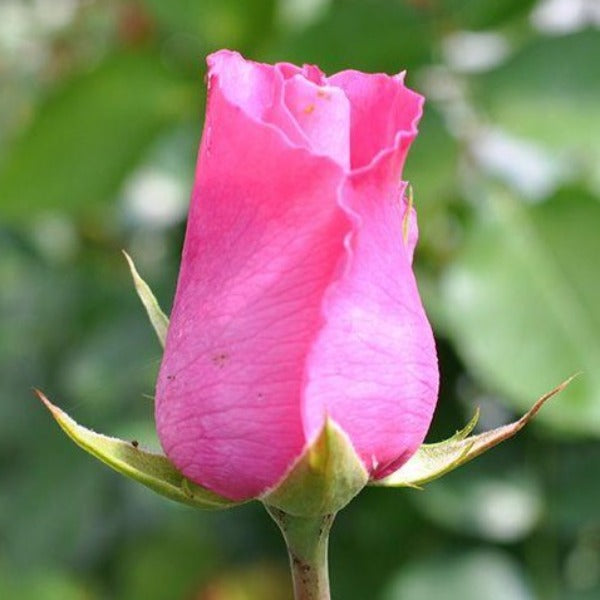 long elegant bud of the mccartney rose pink petals about to bloom