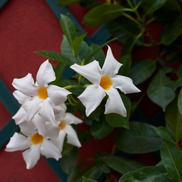 beautiful pure white mandevilla flowers
