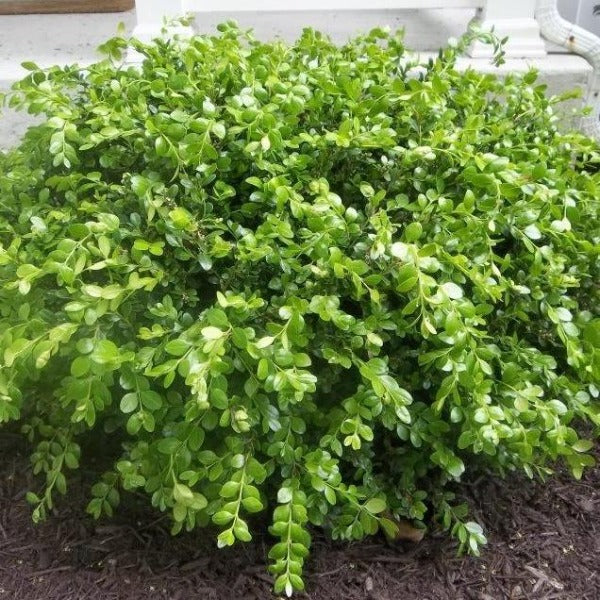 Wintergreen boxwood habit showing compact rounded form, dense branching, and deep green foliage in a foundation planting bed.