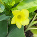 soft yellow mandevilla flower