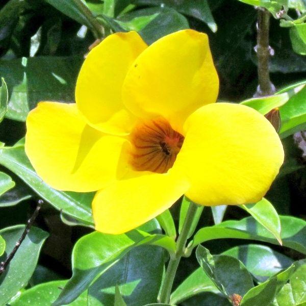 bright yellow Mandevilla sanderi tropical flowers