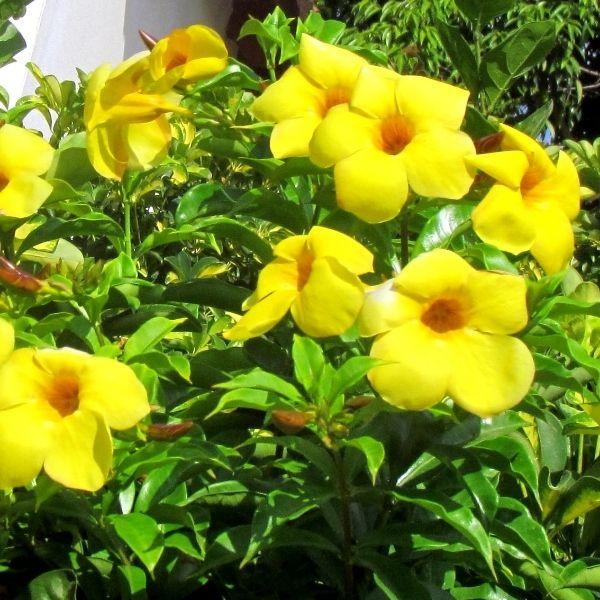 yellow Mandevilla sanderi patio plant in the sun