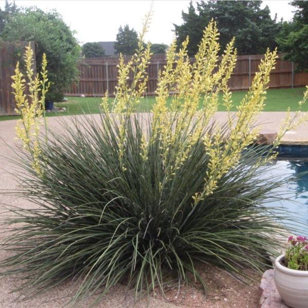yellow flowers on the hesperaloe parviflora