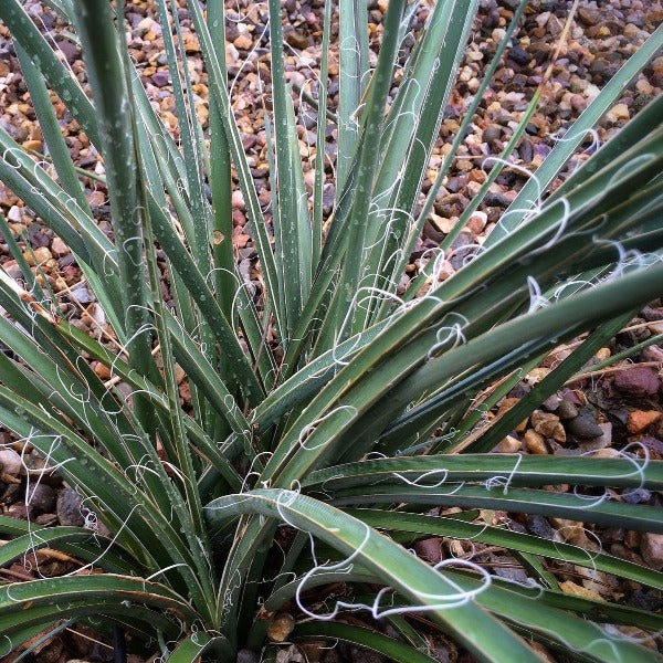 hesperaloe parviflora drought tolerant foliage