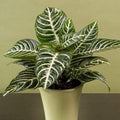 Zebra Plants have beautiful white veins over dark green leaves