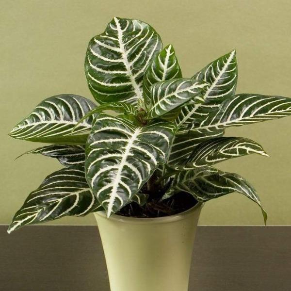 Zebra Plants have beautiful white veins over dark green leaves